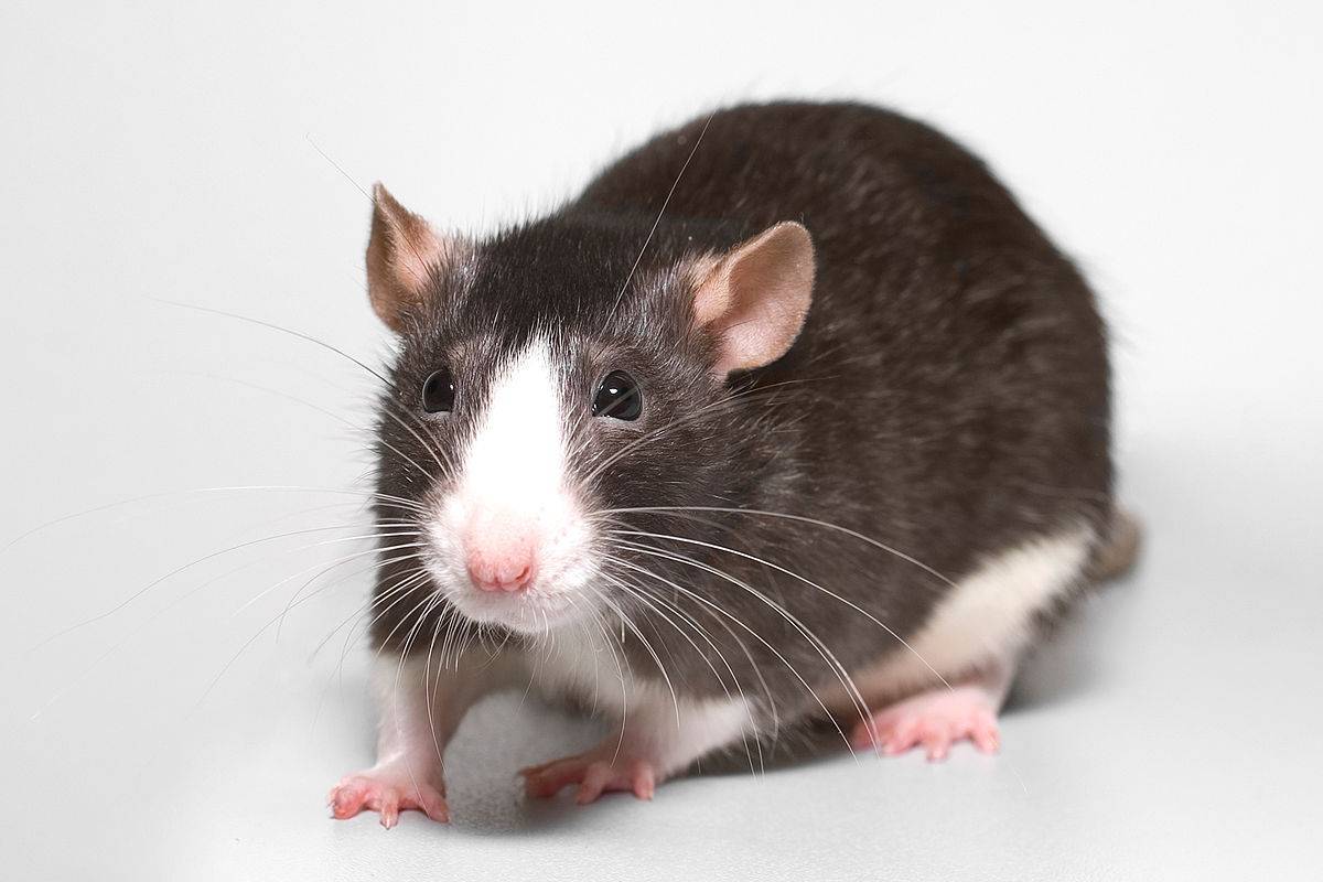 крыса в домашних условиях