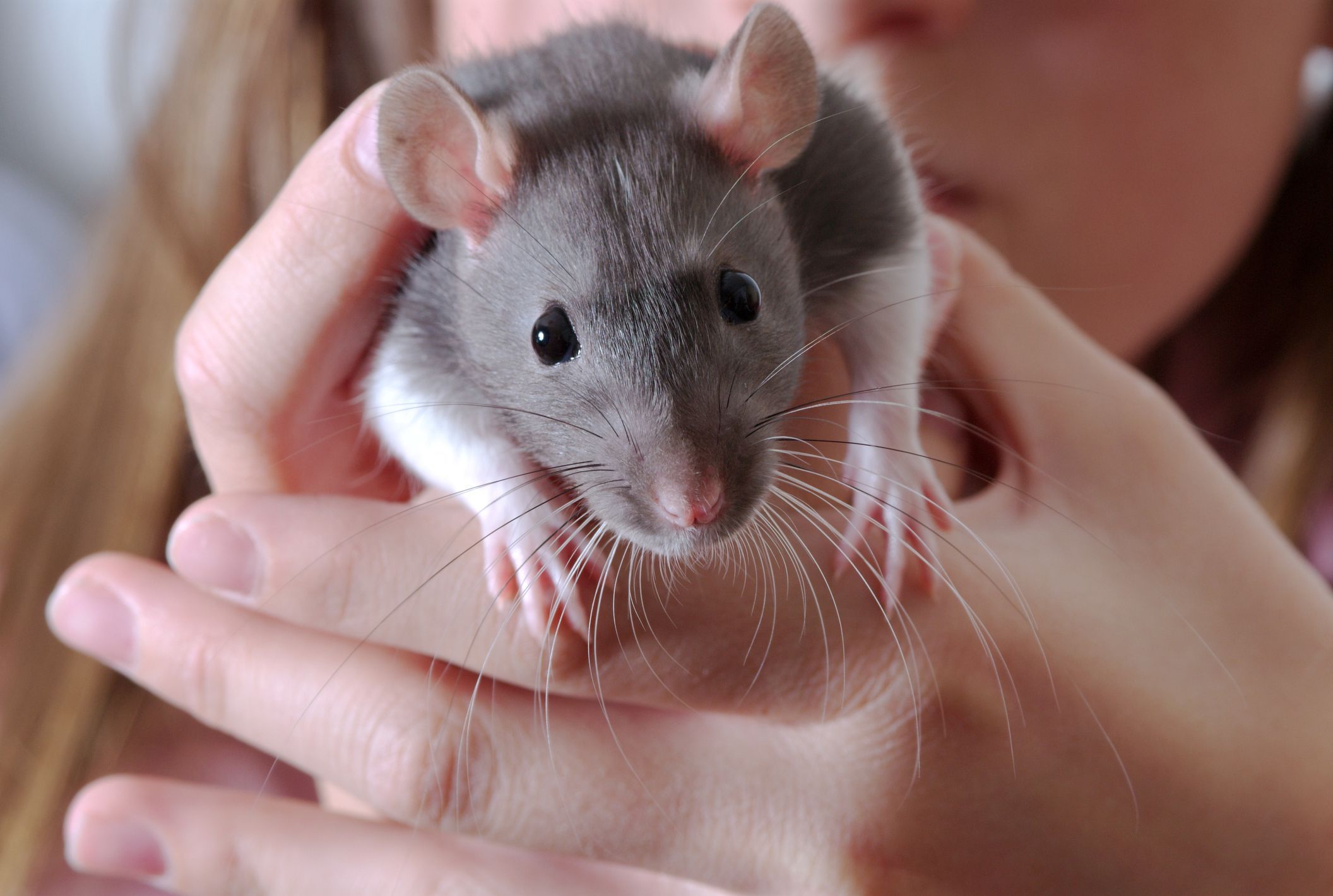 Домашние крысы: описание, фото, уход и содержание в домашних условиях |  Заповедник