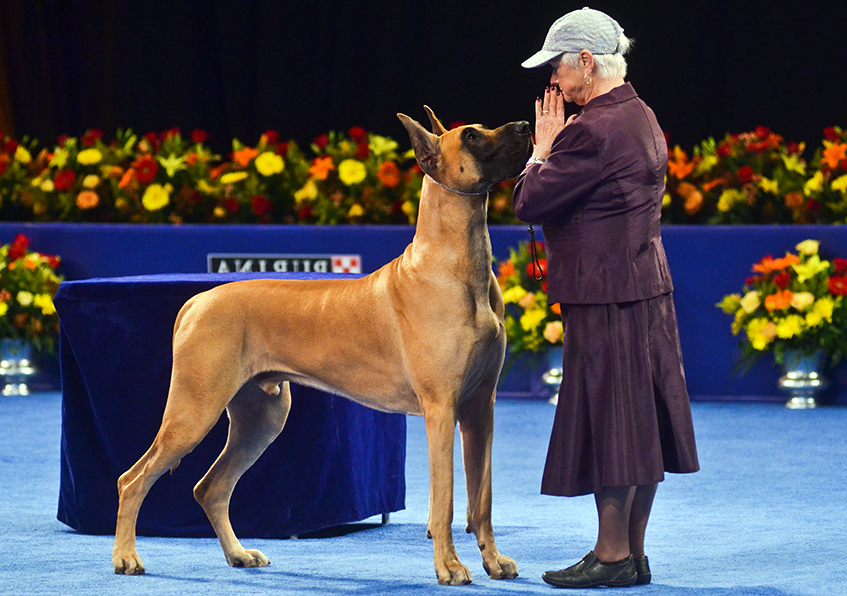 great dane fawn