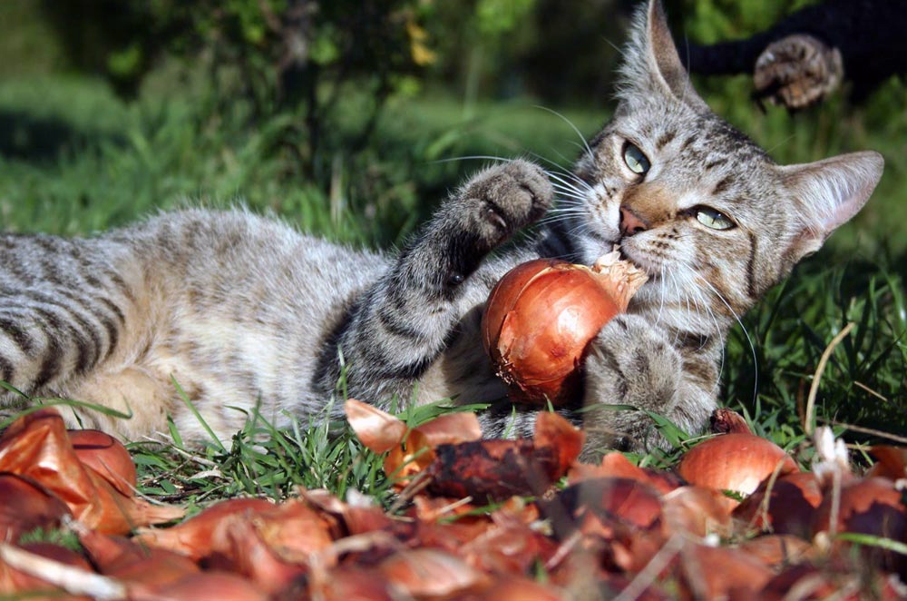 Кошка зовет котят кушать. Кошки и урожай. Кошка на даче. Забавные котики на даче. Животные и шашлык.