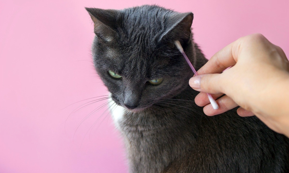 Как почистить уши кошке - как правильно чистить уши коту | Заповедник