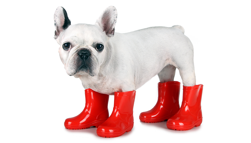 Собачья обувь