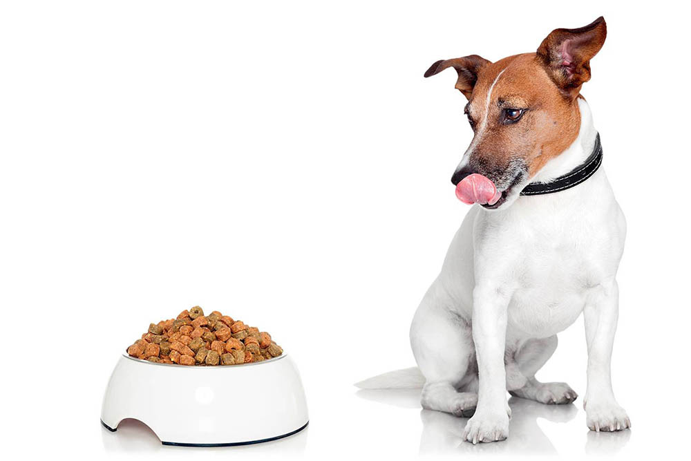 ТОП сухих кормов для мелких пород собак