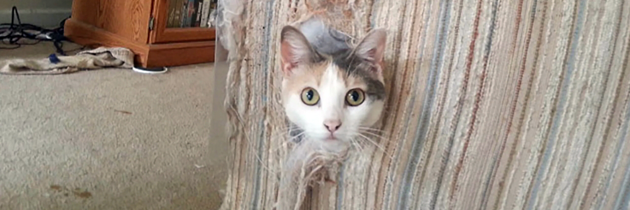 Как отучить кота портить мебель?