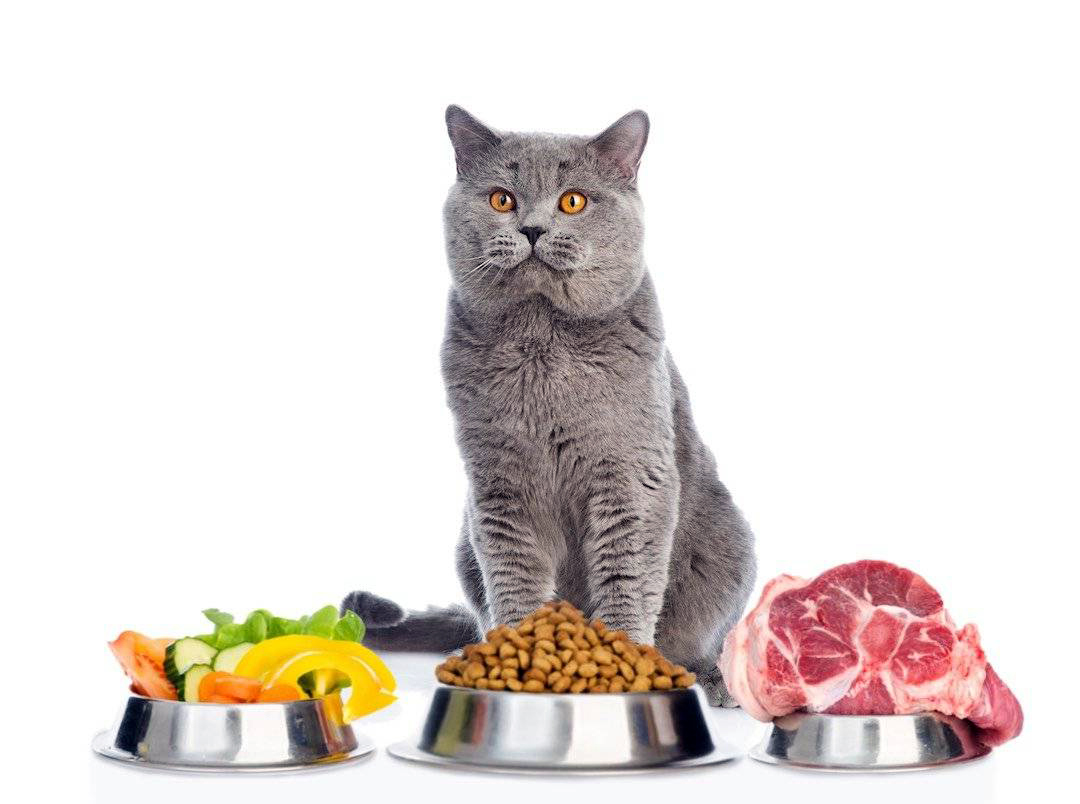 Что можно кошкам из еды. Да кошка. Питание кошек. Еда для котов. Корм для кошек.