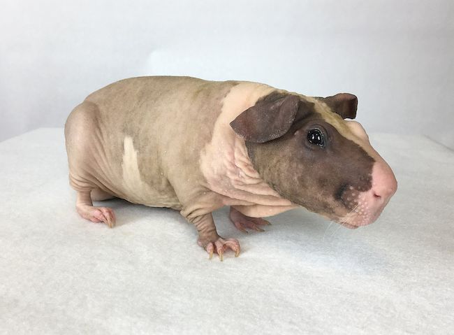 Болдуин свинка морская