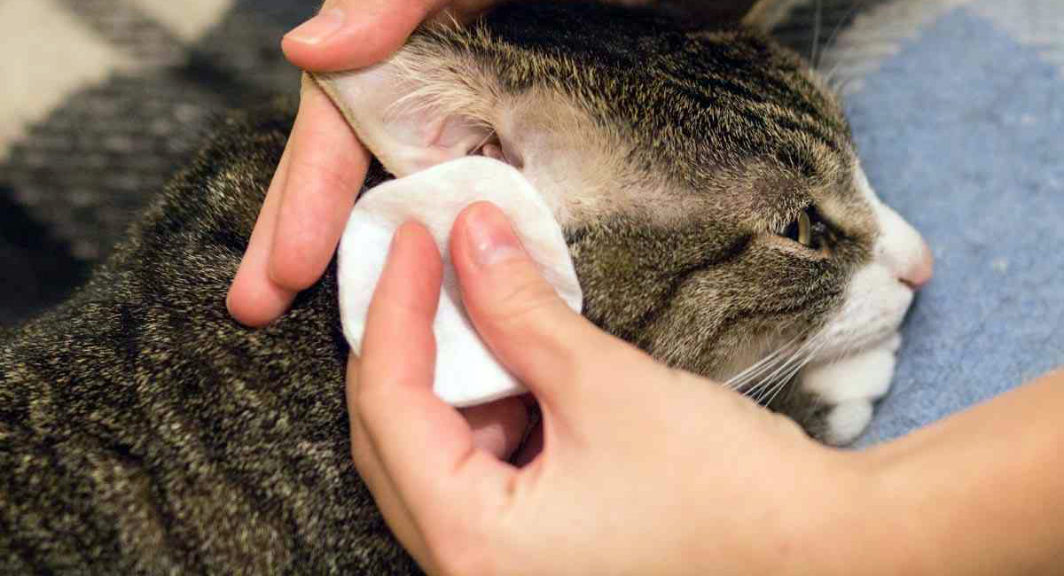 Как правильно чистить уши кошке: