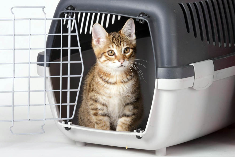 Воспитание котенка: основные принципы, рекомендации от заводчиков и советы  экспертов | Заповедник