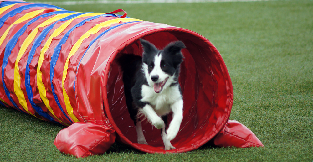 Игры со щенком - тоннель