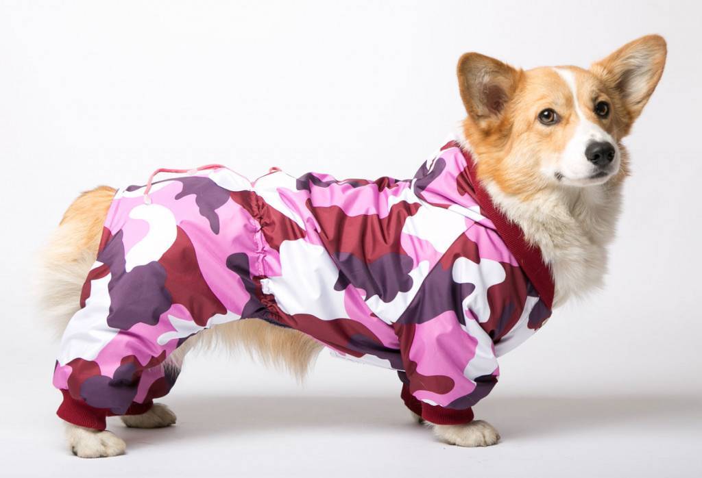 Как определить размер одежды для собаки? - Заповедник
