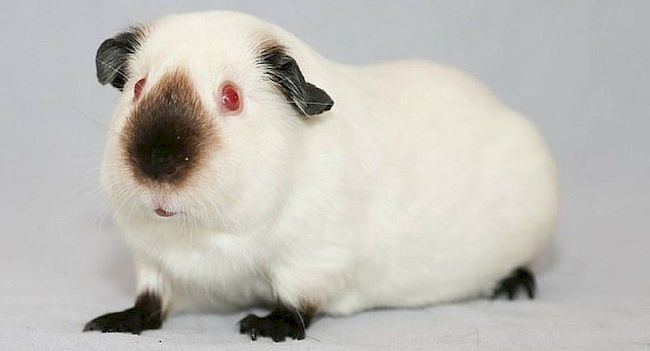 Гималайская свинка морская