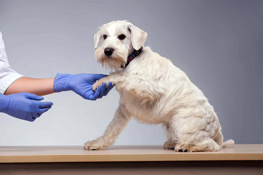 Осмотр собачьих лап