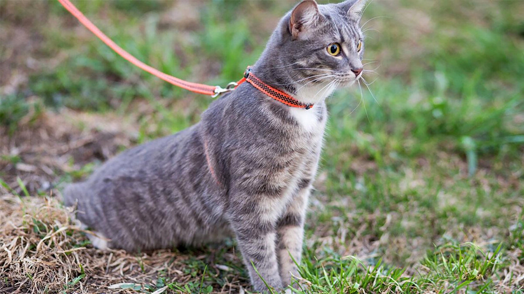 Как гулять с кошкой: советы и рекомендации по приучению кошки к поводку и  шлейке | Заповедник