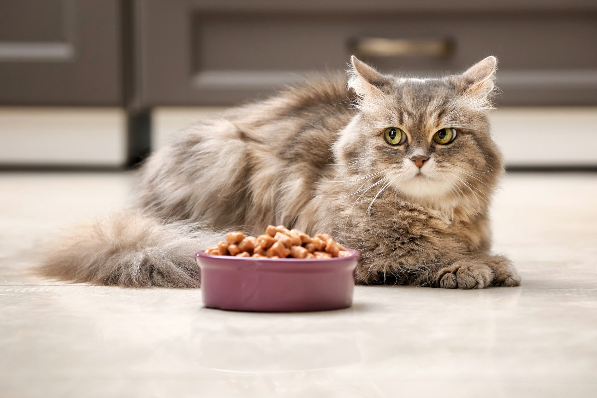 Можно котам орехи. Кошка кушает. Корм для кота. Миска для кота. Кошка ест корм.