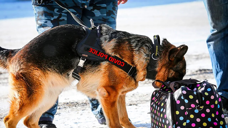 Служебная собака