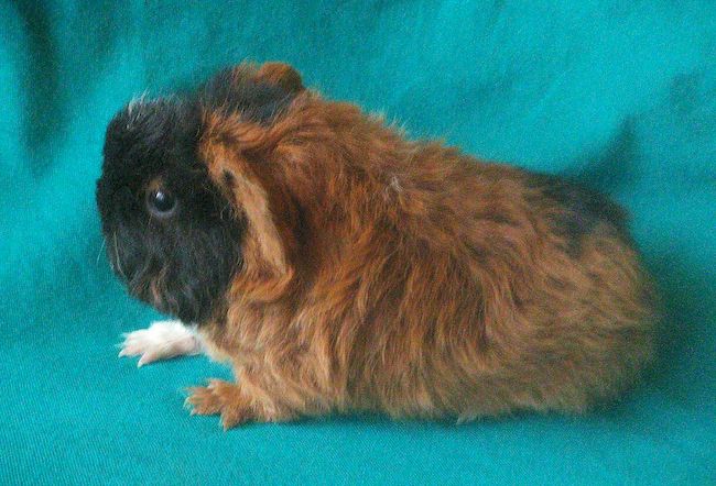 морская свинка Мерино