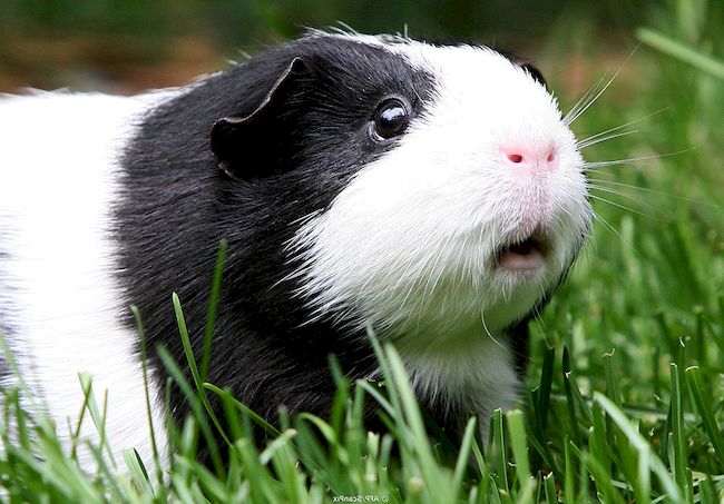 морская свинка Панда