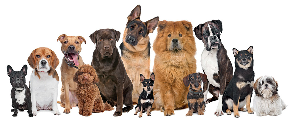 Как выбрать собаку