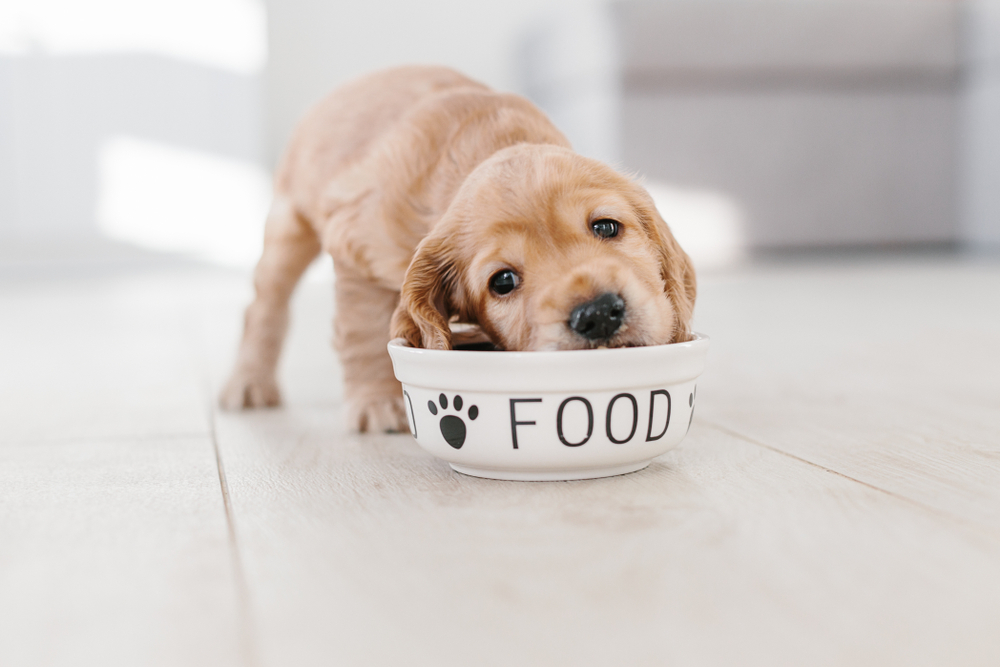 Как правильно кормить щенка? | Заповедник