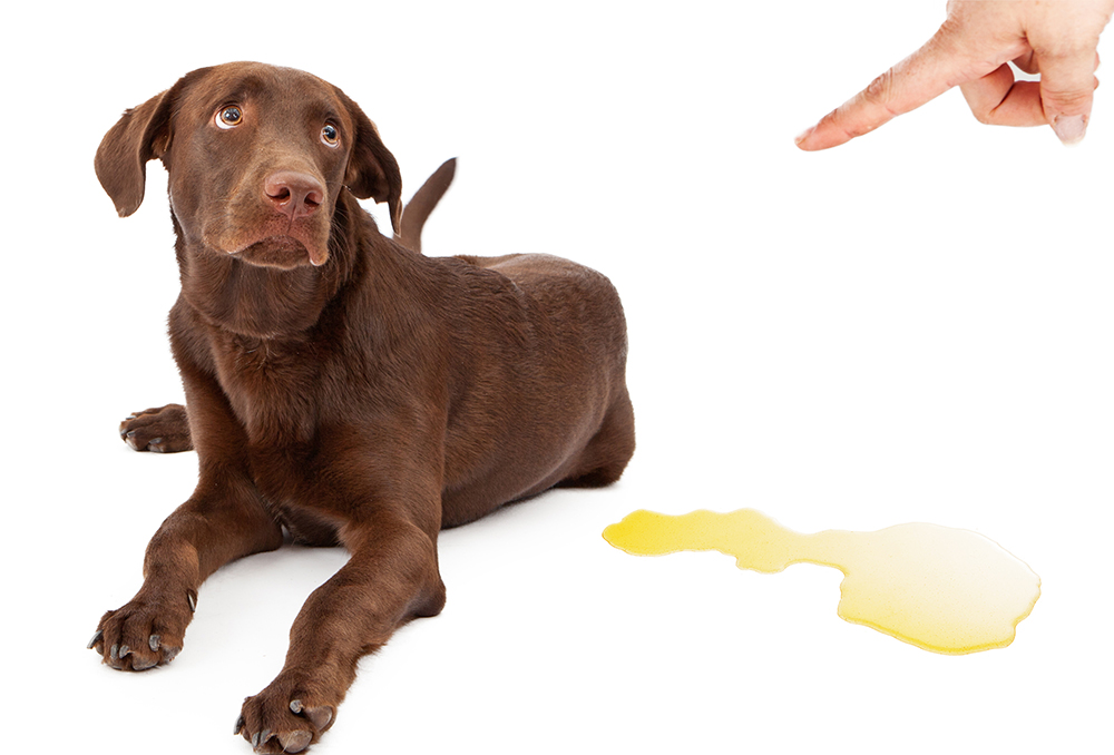 Виды агрессии у собак, причины и способы устранения