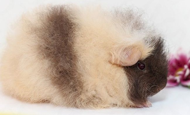 Швейцарский тедди