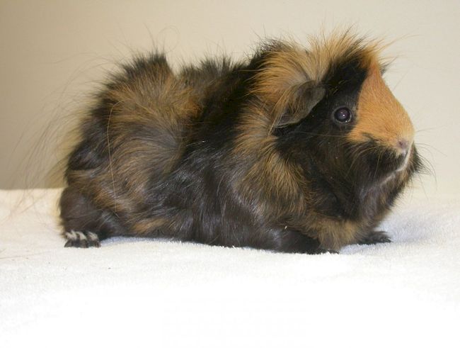 морская свинка Сомали