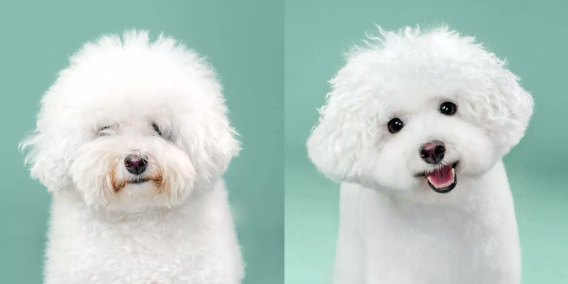 До груминга и после