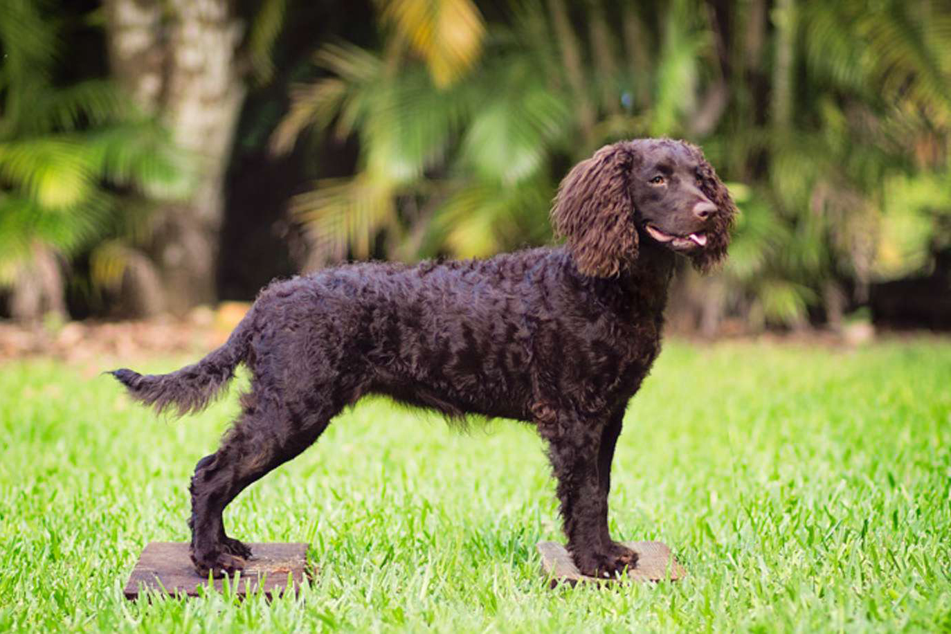 Ирландский водный спаниель