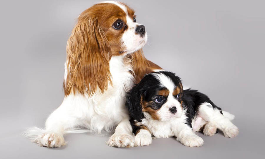 Гладкошерстные собаки: породы короткошерстных питомцев для квартиры и не только