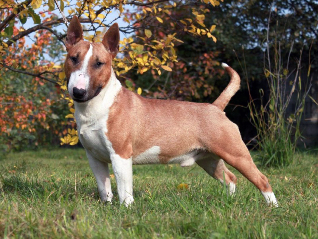 Миниатюрный бультерьер