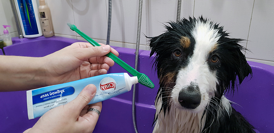 Минусы груминга в домашних условиях