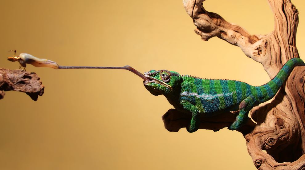Особенности питания хамелеона