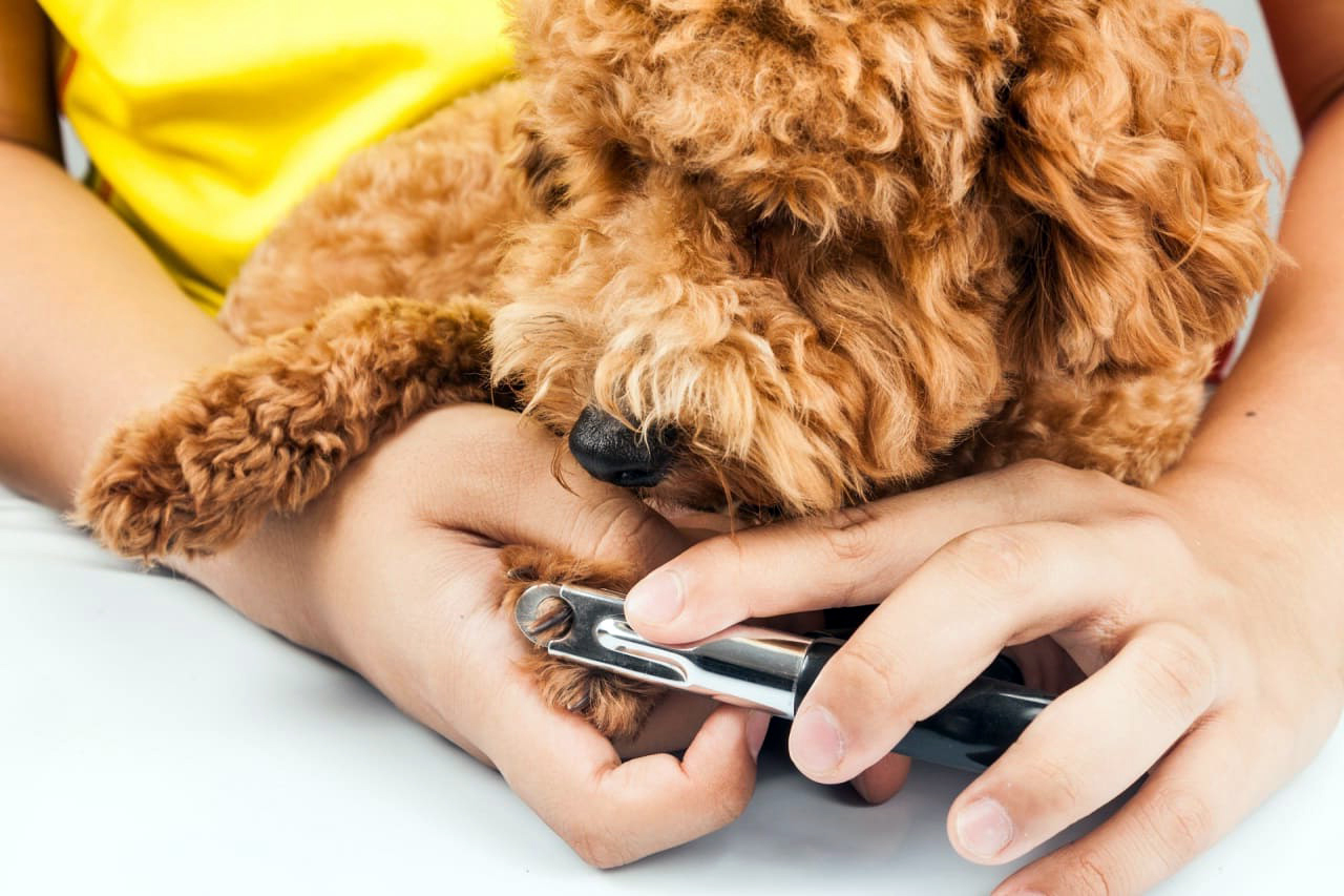 Подстригание когтей собакам