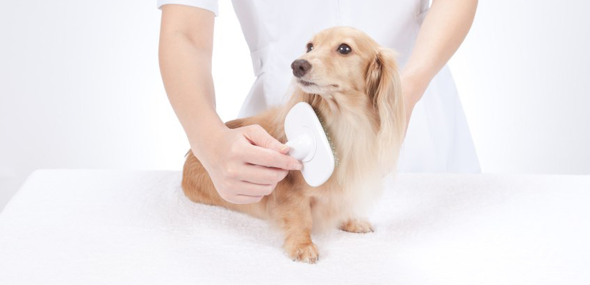 Профилактический груминг