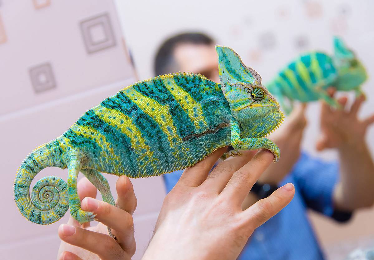 Содержание хамелеона