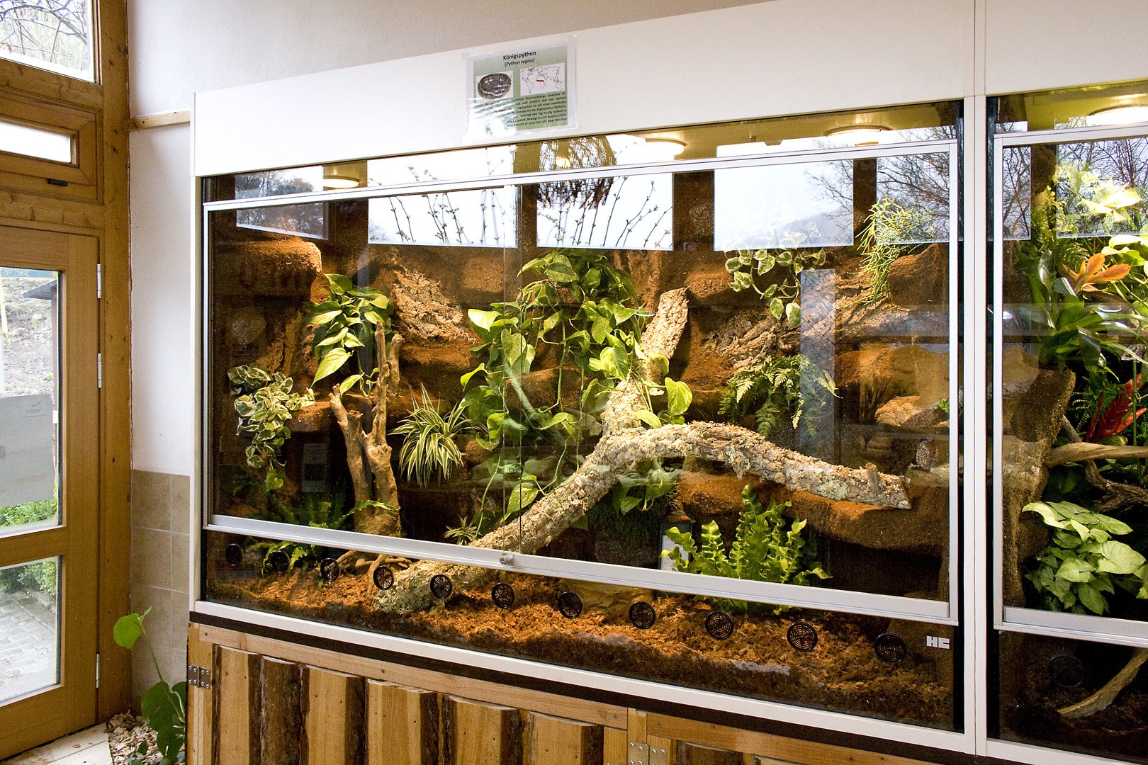 Уход за хамелеоном