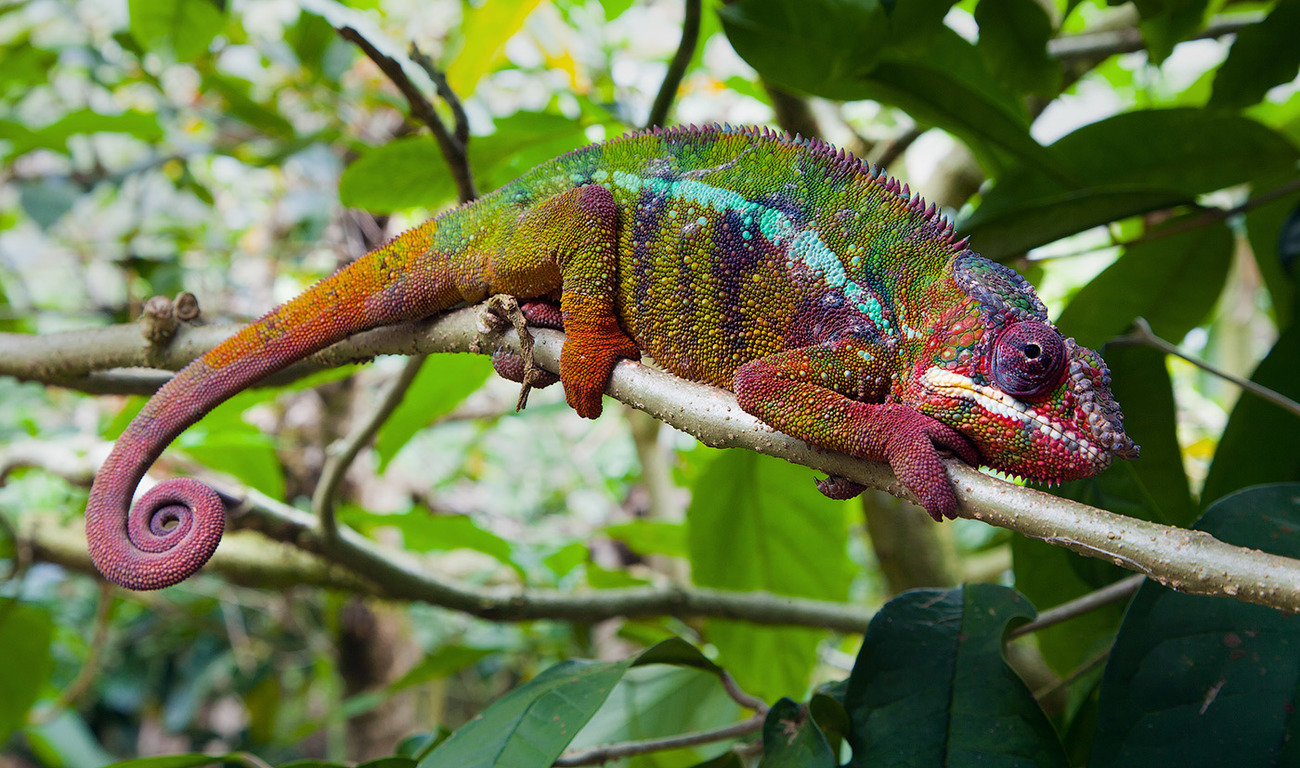 Хамелеоны-королики