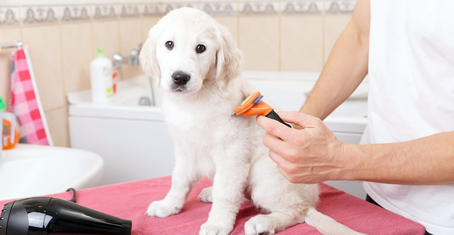 Гигиенический груминг