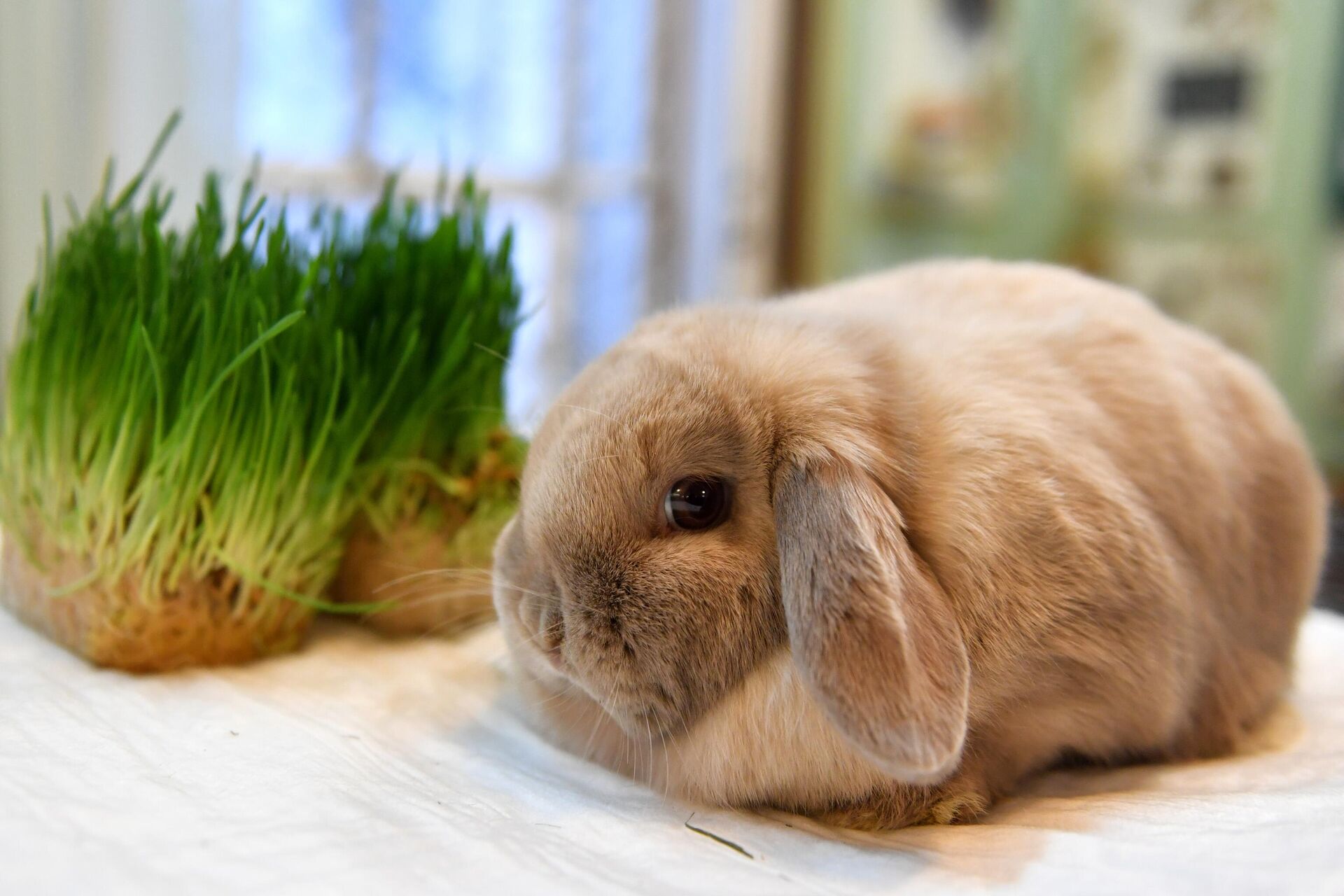 Декоративные кролики карликовые - фото, уход, породы, болезни, содержание.