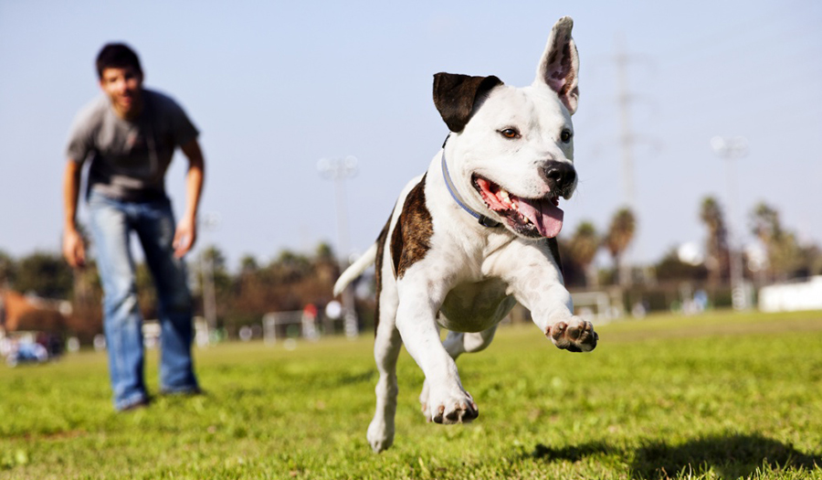 Собака бежит гулять