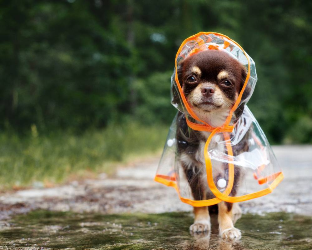 Весенние образы для ваших хвостиков