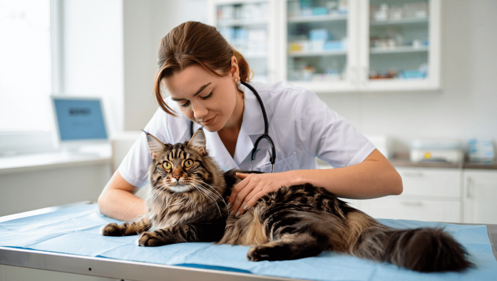 Хондропротекторы для кошек: гид по выбору