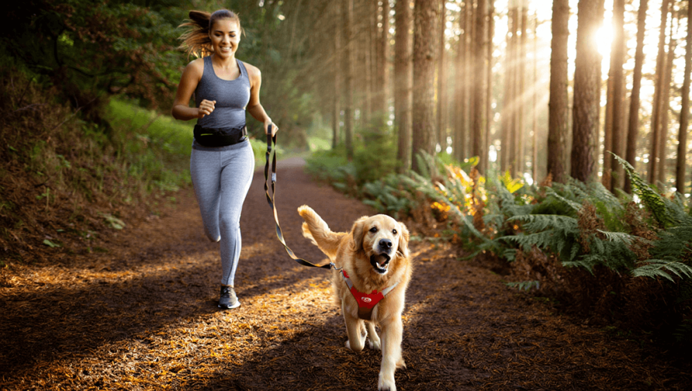 Как правильно бегать с собакой