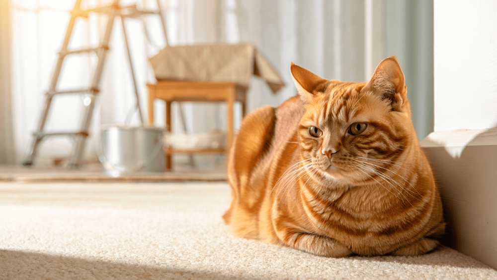 Что делать с питомцем во время ремонта: наши советы