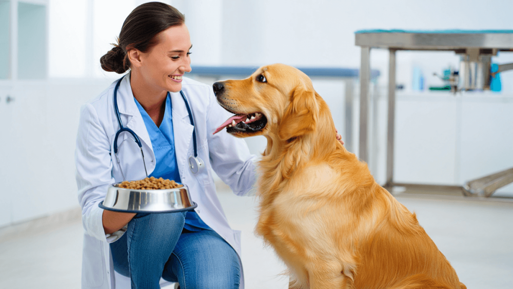 Сколько раз кормить собаку в день?