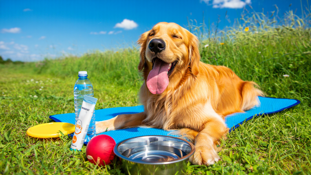 Что пригодится собаке в летний период?