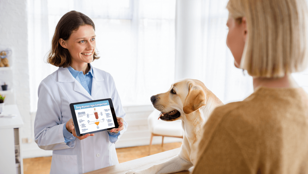 Возраст собаки по человеческим меркам