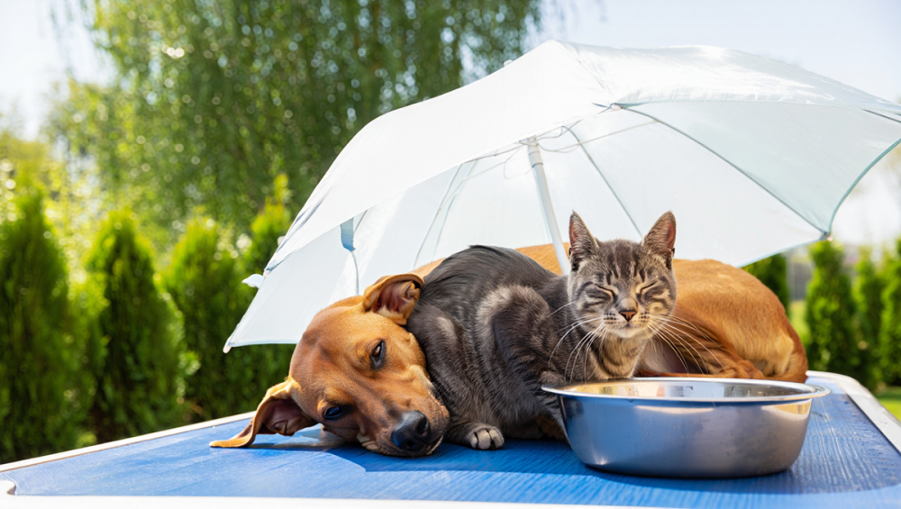 Как помочь питомцу пережить жару