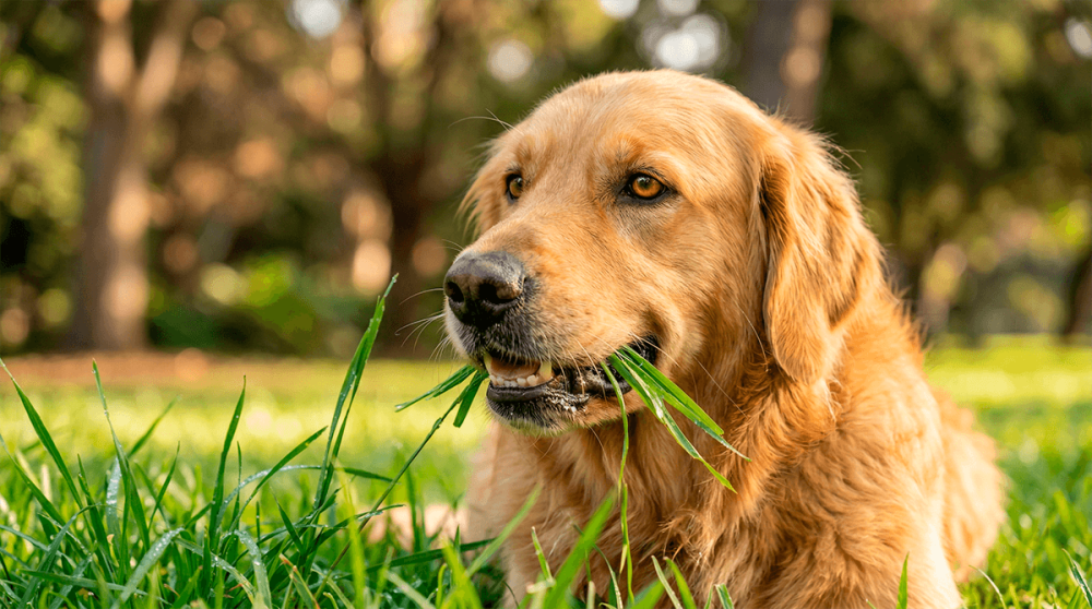 Почему собака ест траву на улице