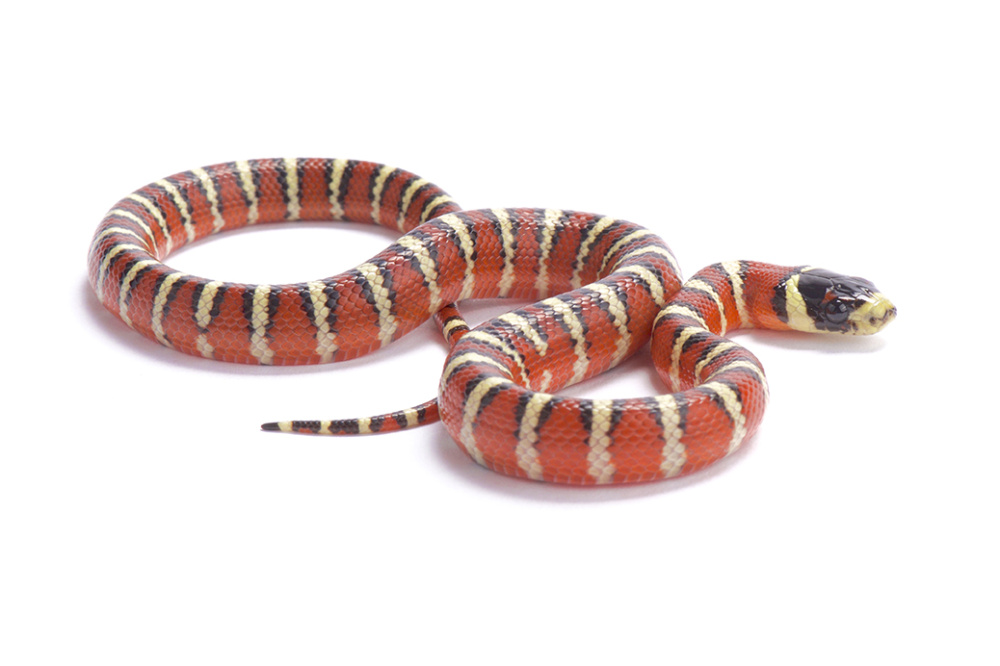 Горная королевская змея (Lampropeltis alterna)